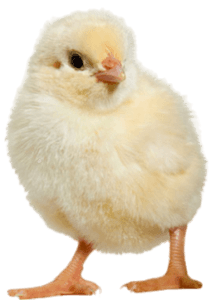 Poussin
